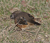 Eastern Towhee